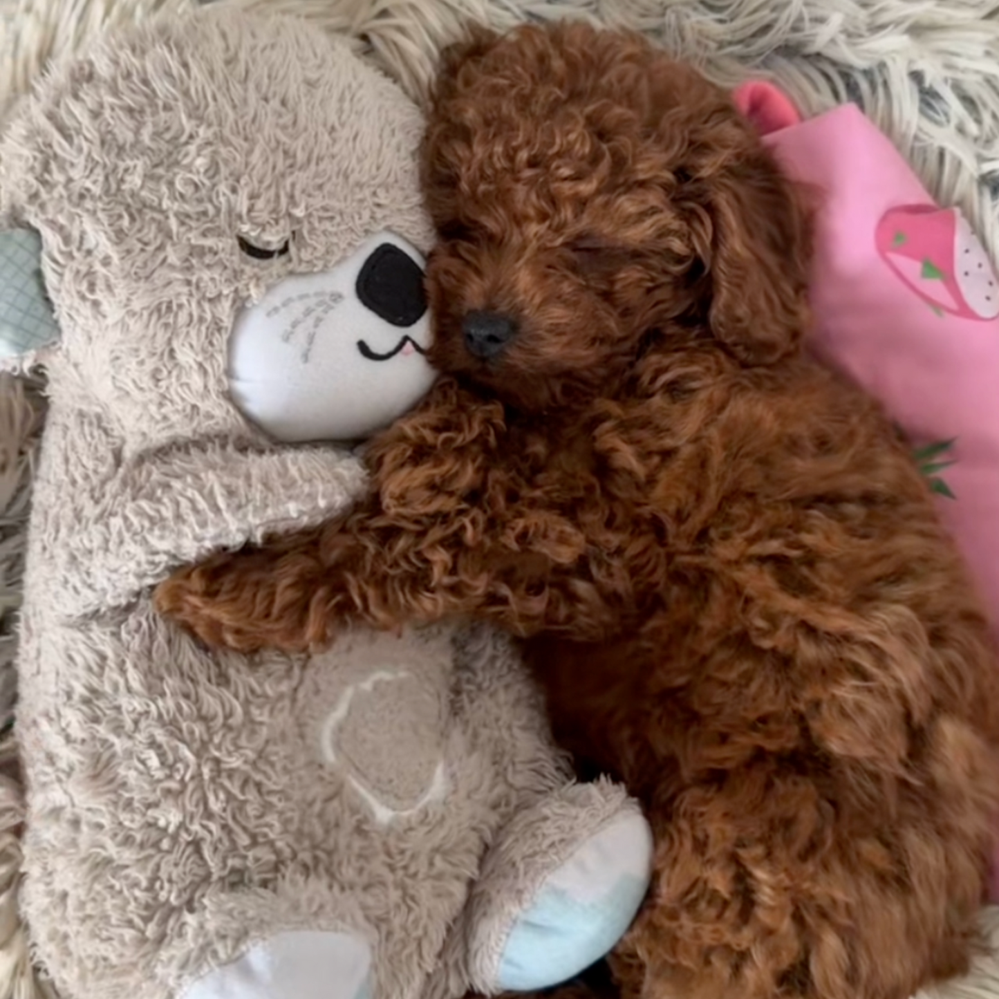 The SnuggleStory™ Calming Breathing Teddy